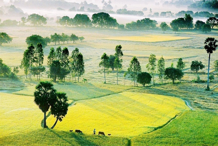 Tri Ton Paddy Field